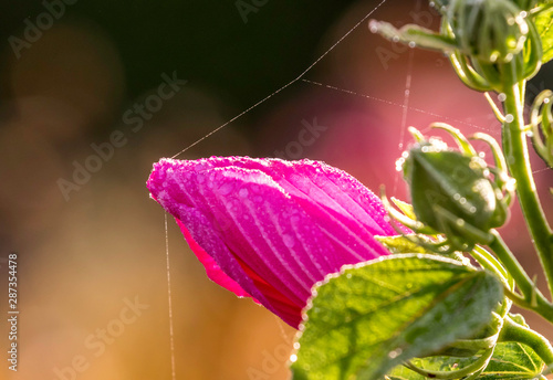 swamp mallow rose with clean background  photo