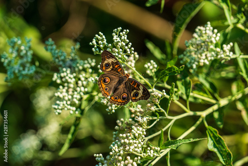 butterfly on a flower