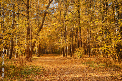 Beautiful autumn landscape. Golden Forest.