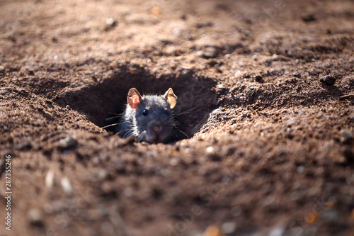 Rat on the Hole