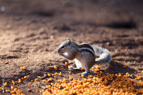 Indian Palm Squirell 
