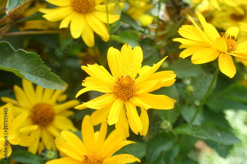 Heliopsis helianthoides. Beautiful yellow flower on blurred background. Heat and drought tolerant Yellow Wild Flower