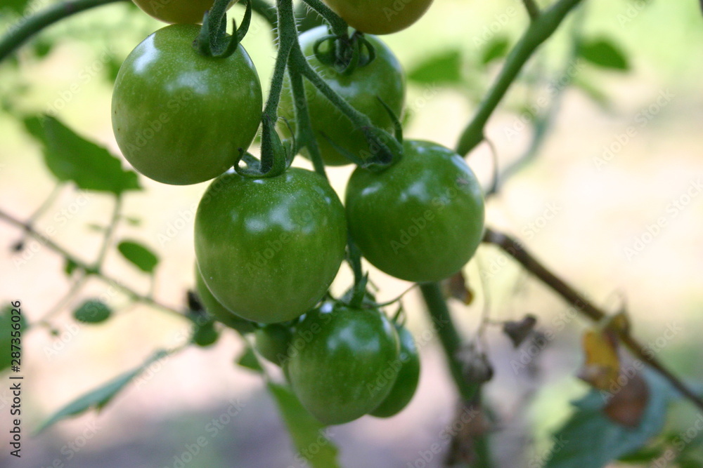 the young tomatoes in the garden