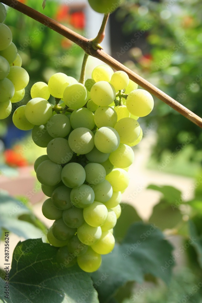Vine and bunch of white grapes in garden Vine and bunch of white grapes in garden