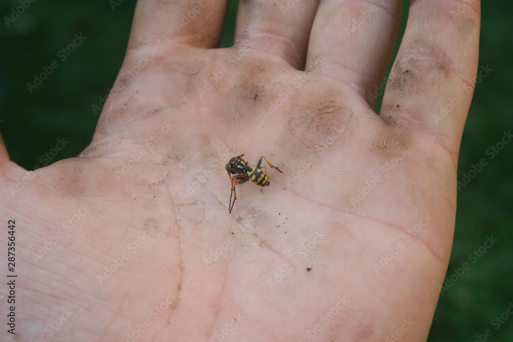 Obraz premium Dead insect wasp on a man's hand. The sting of a wasp
