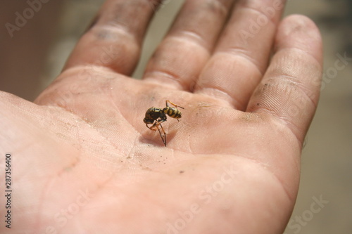 Dead insect wasp on a man's hand. The sting of a wasp closeup
