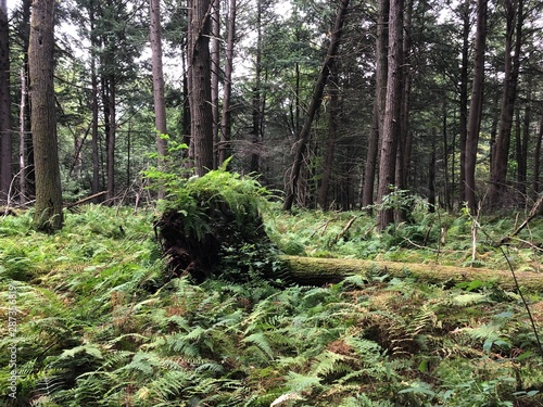 path in the forest