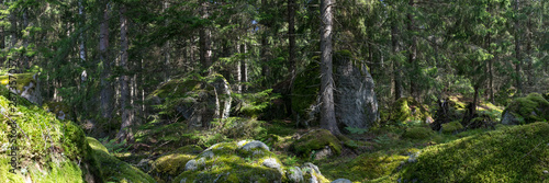 Wald in Smaland in Schweden