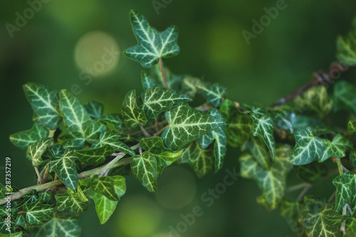 Beautiful ivy branch. Saturated green background. A good picture on the themes of nature, ecology, etc. © elena_fedorina