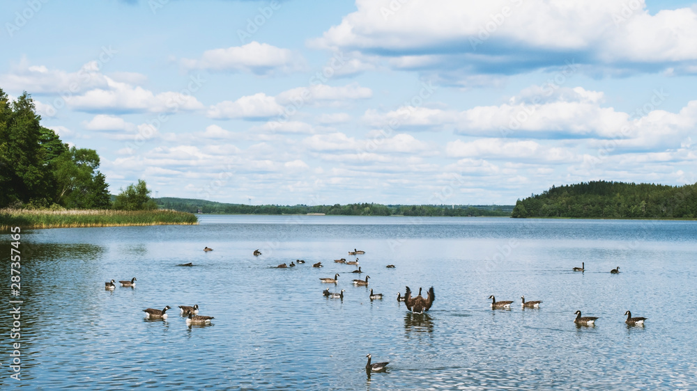 Forest lake with ducks in Sweden