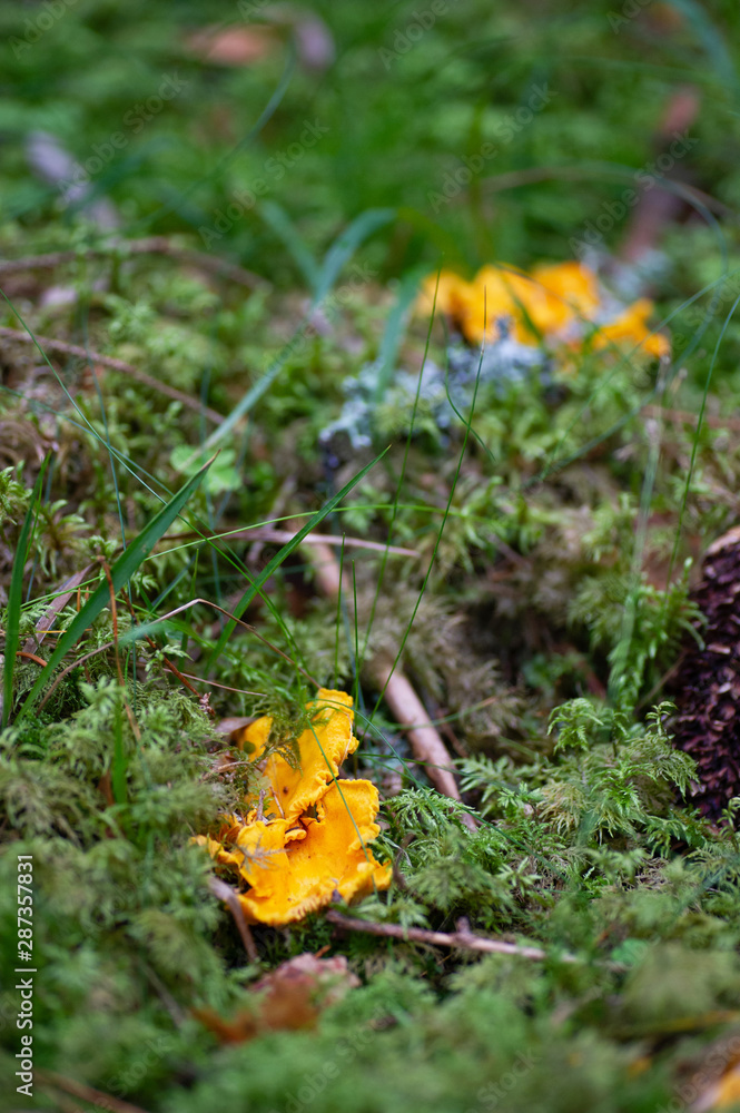 Chanterelles Chanterelles