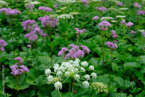 Plant Adenostyles alliariae  in the austrian alps photo