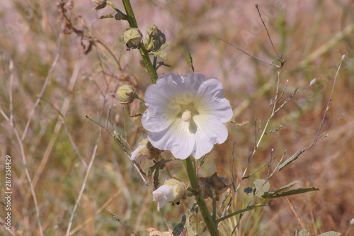 Kapadocja photo