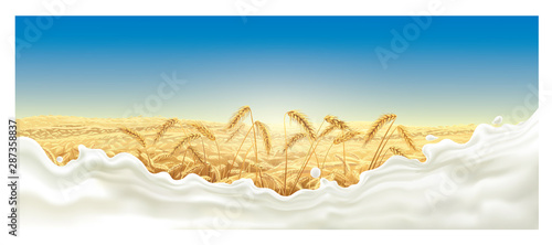 Rural landscape with a field and ears of wheat and a splash of milk in the foreground