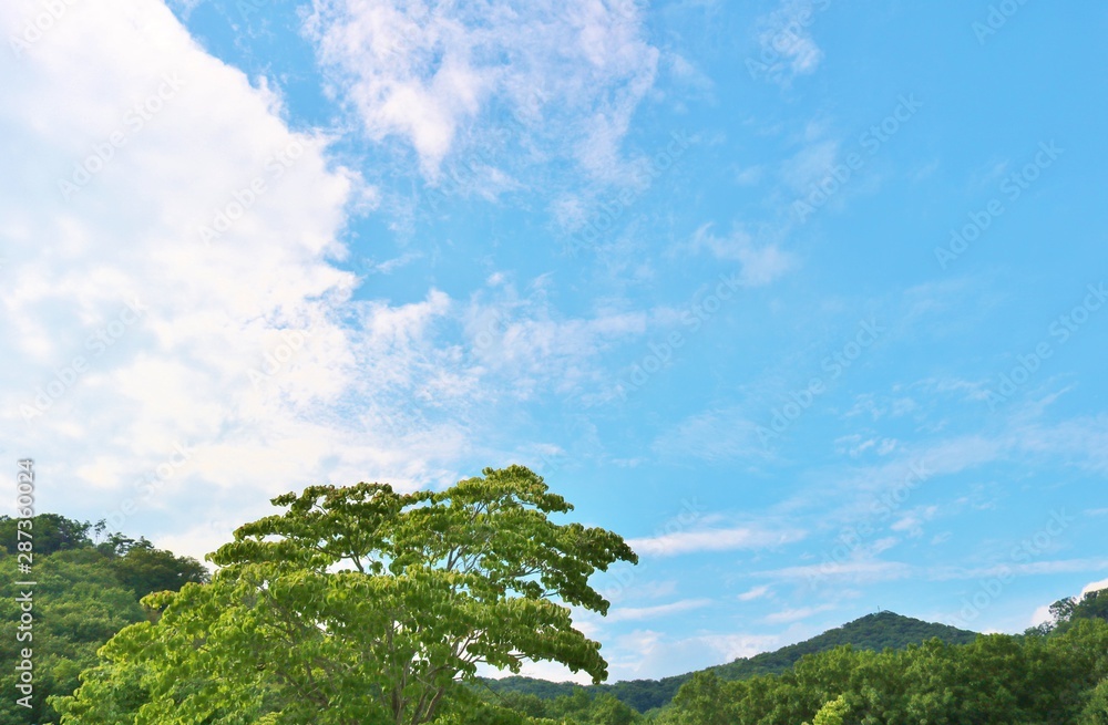 Obraz premium 風景 夏 空 緑 杤木