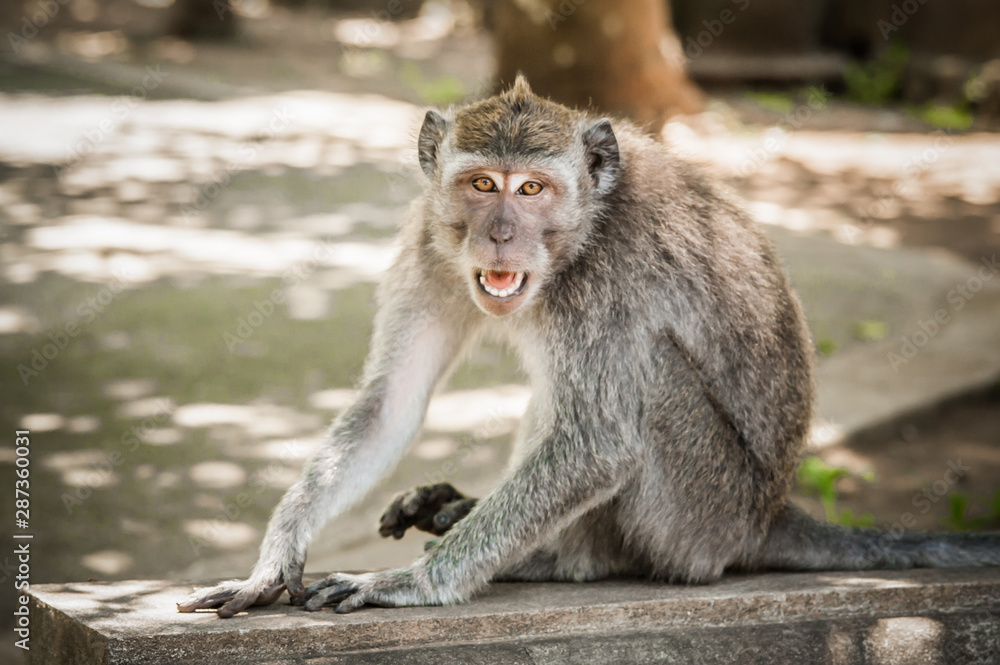 Screaming monkey. Face of wild animal showing its fangs