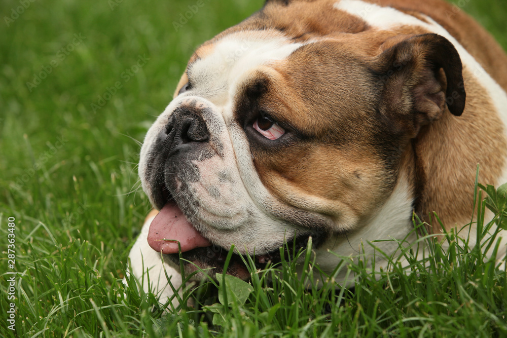 Side view of a english Bulldog, dog sticking the tongue out, lying in the grass