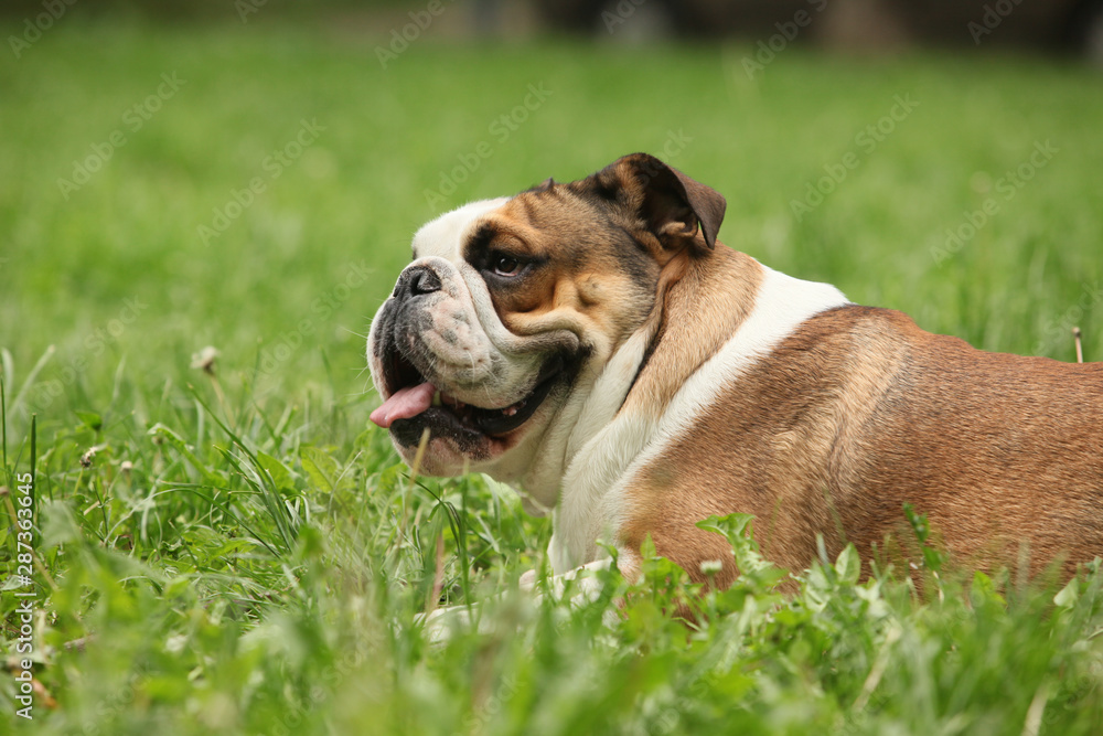 Side view of a english Bulldog, dog sticking the tongue out, lying in the grass Side view of a english Bulldog, dog sticking the tongue out, lying in the grass
