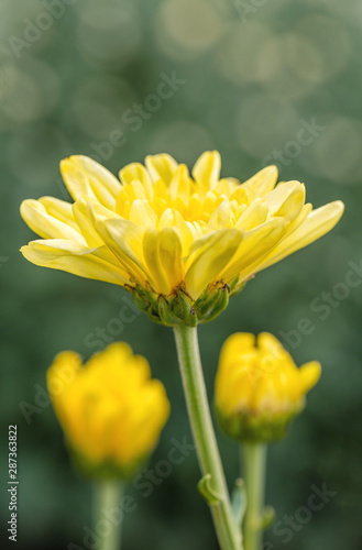 Yellow chrysanthemum flower with sweet warm bokeh from sunshine