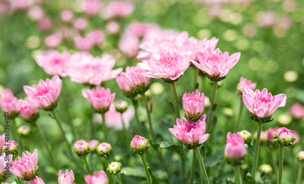 Many pink chrysanthemum flowers, Close up Many pink chrysanthemum flowers, Close up