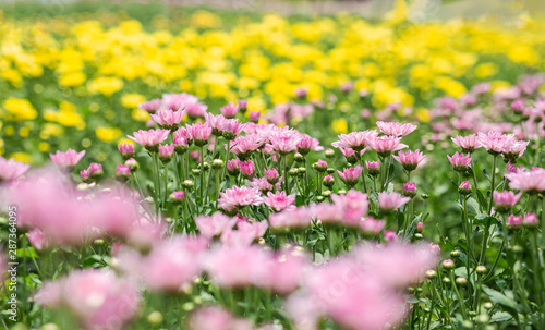 Beautiful pink with yellow chrysanthemum flowers in the garden. Flower for background