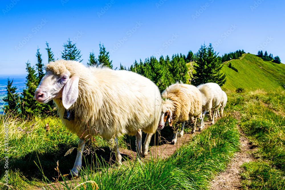 Fototapeta premium cute sheep