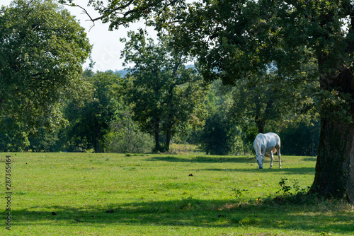 Lipizzaner horses photo