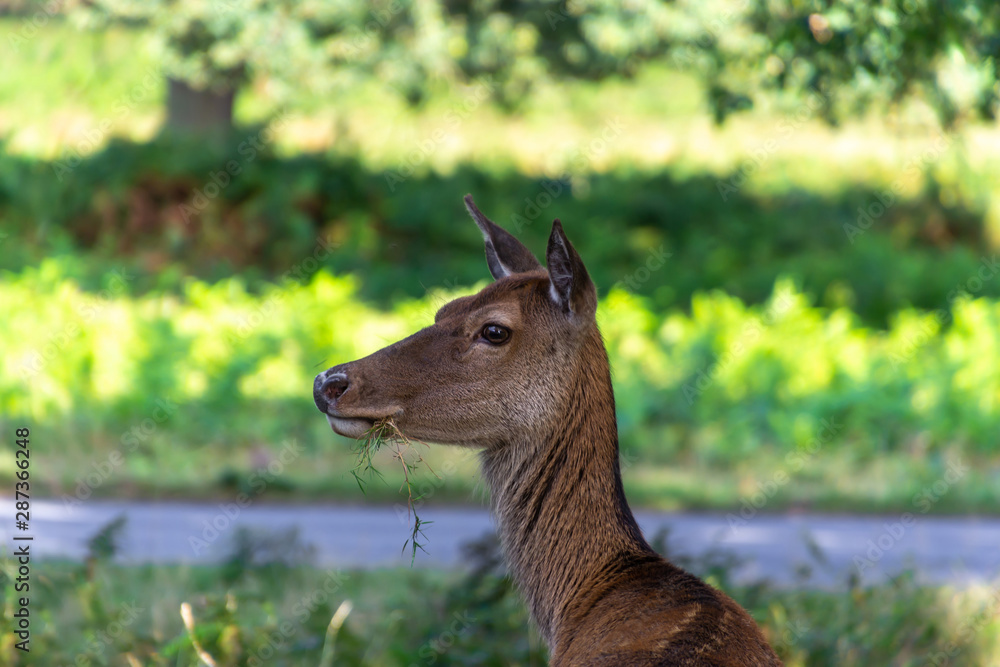 Young deer with grass in the mouth on the background of green forest and blue river Young deer with grass in the mouth on the background of green forest and blue river
