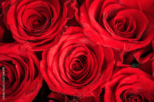 Buds of red roses close-up. Bright festive floral background.