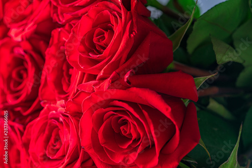 Buds of red roses close-up. Bright festive floral background.