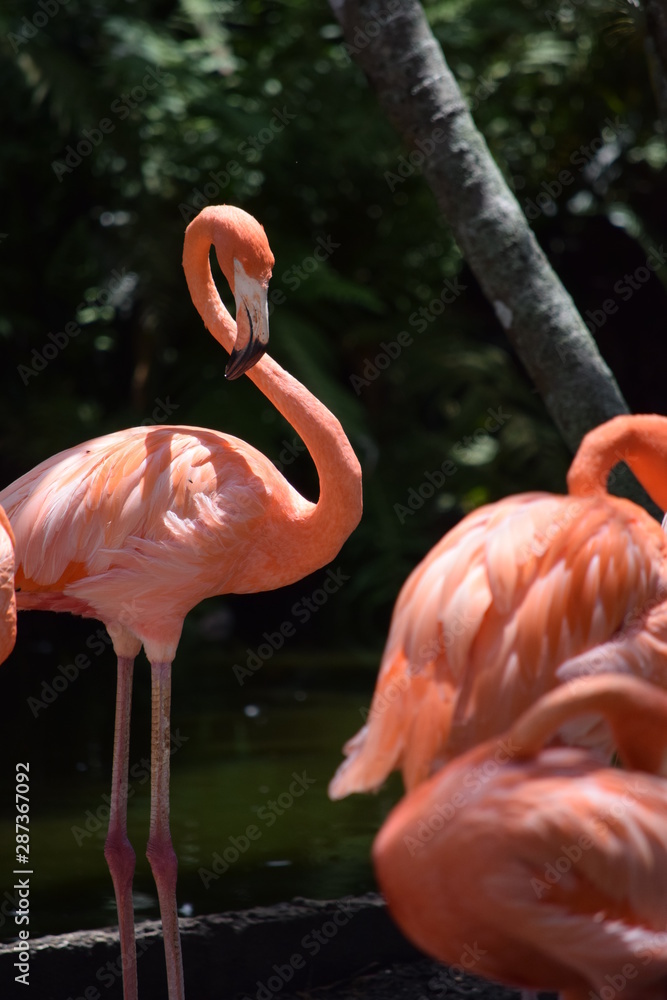 Naklejka premium Birds and animal Florida