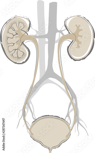Urinary tract