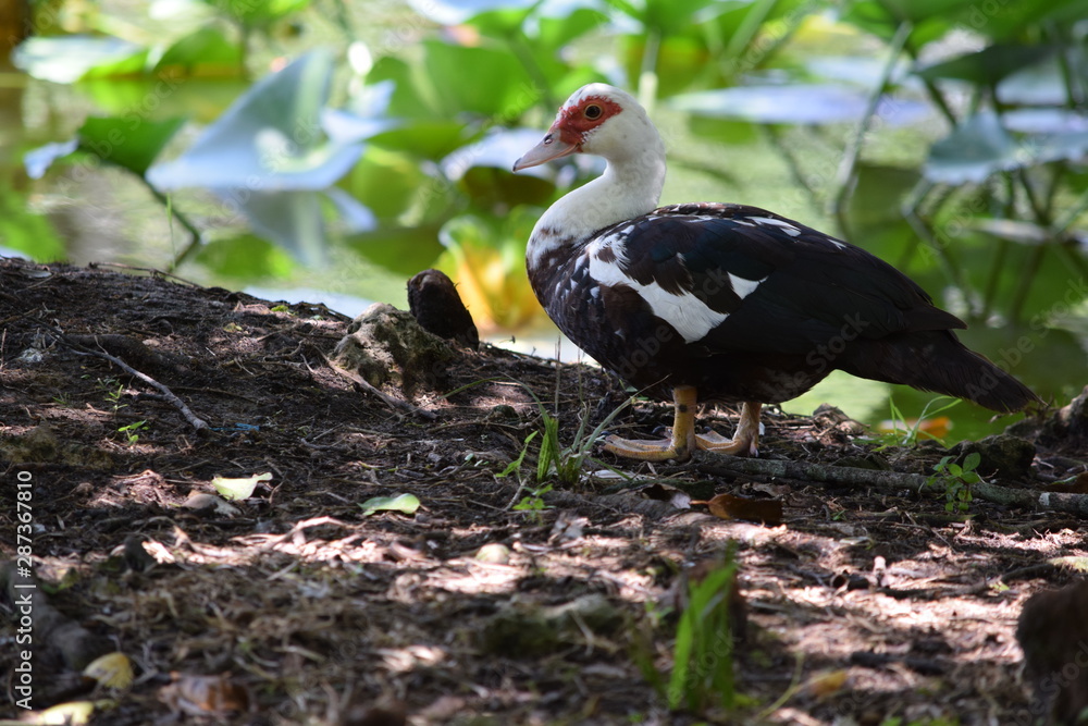 Fototapeta premium Birds and animal Florida