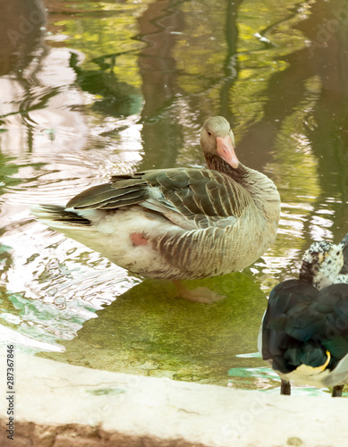 Close view of Grey ducks Gadwalls (ANAS strepera)in the pond at chhatbir zoo, India photo