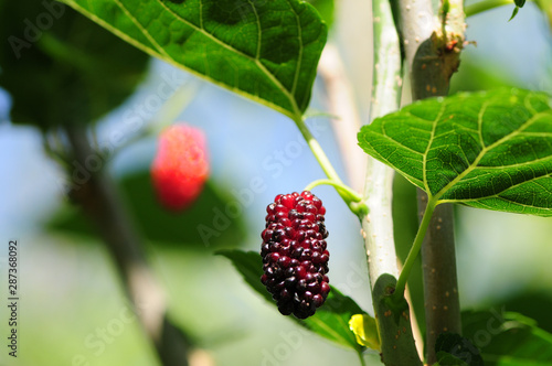 ripe berries on a branch