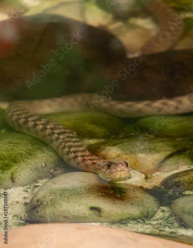 Close-up of Wild Scaled Viper snake face in water