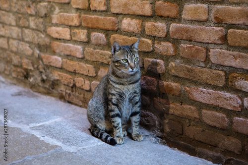 Cat in Venice