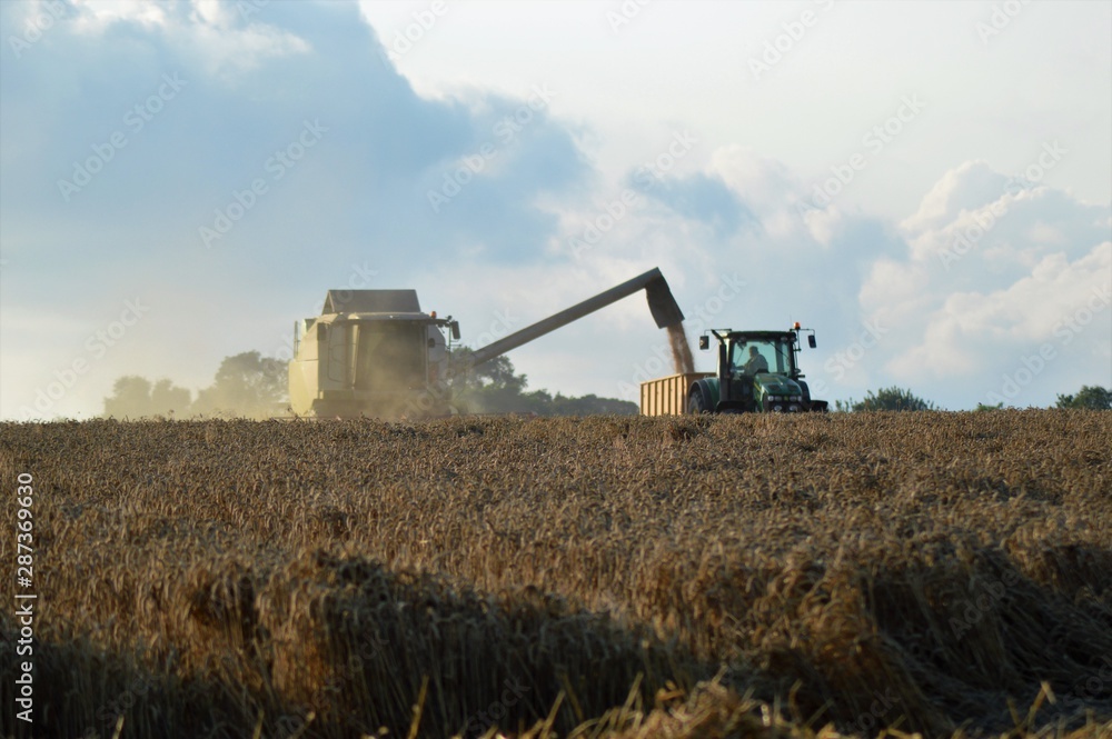 Fototapeta premium Combine tractor harvest faming