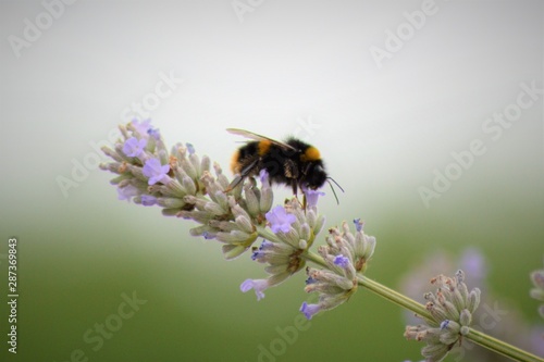 Bee getting nectar