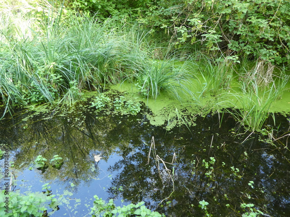 Es handelt sich um Fotos die im Sommer in der Natur in Berlin gemacht wurden. Es handelt sich um Fotos die im Sommer in der Natur in Berlin gemacht wurden.