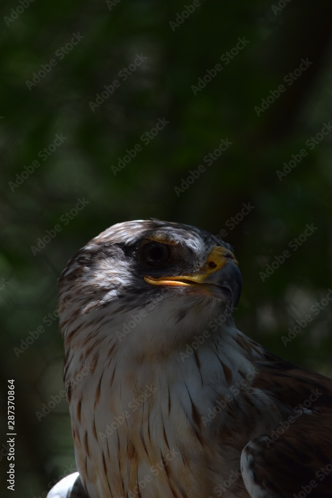 Naklejka premium birds and animals