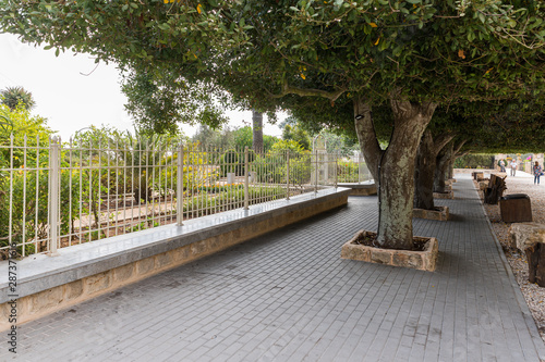 Fototapeta Naklejka Na Ścianę i Meble -  A tree-lined alley on the territory of the catholic Christian Transfiguration Church located on Mount Tavor near Nazareth in Israel