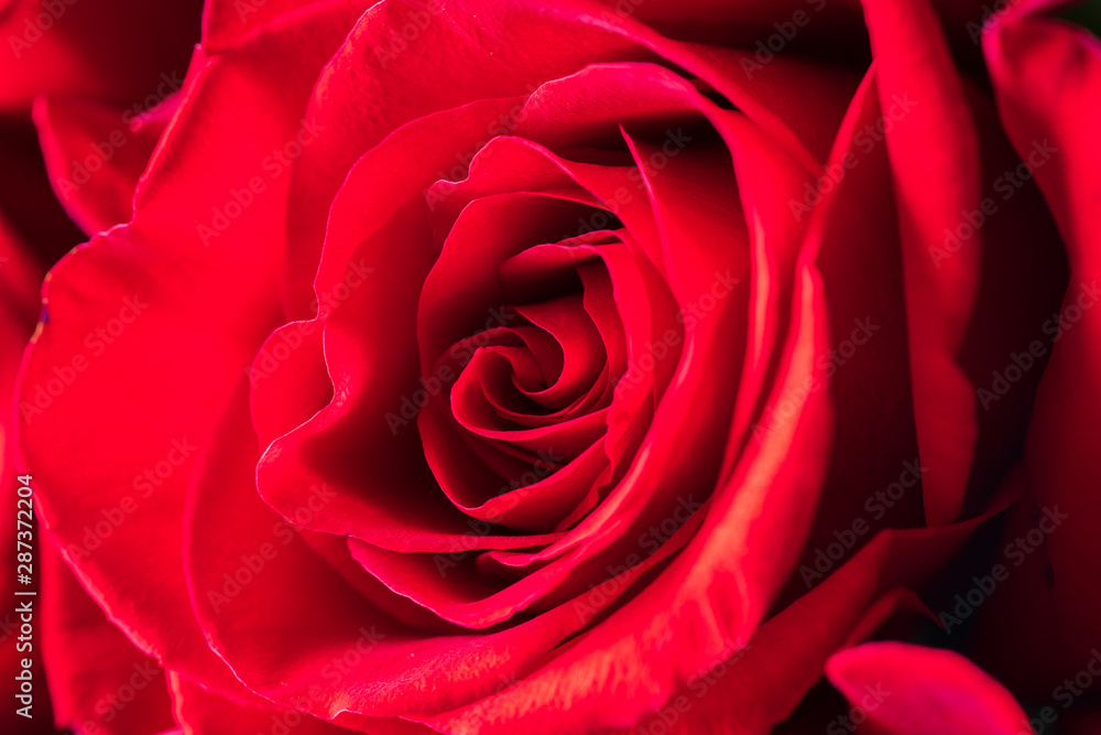One red rose bud close-up. Bright festive floral background. One red rose bud close-up. Bright festive floral background.
