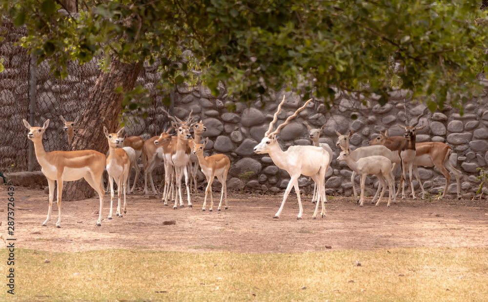 Herd of gazella bennettii standing alert in the open forest at chhatbir zoo, India Herd of gazella bennettii standing alert in the open forest at chhatbir zoo, India