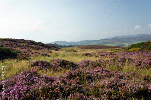 Ireland.Blooming heather in the mountains of the Cooley Peninsula.