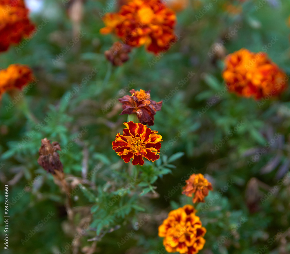 flowering marigolds in the garden, top view flowering marigolds in the garden, top view