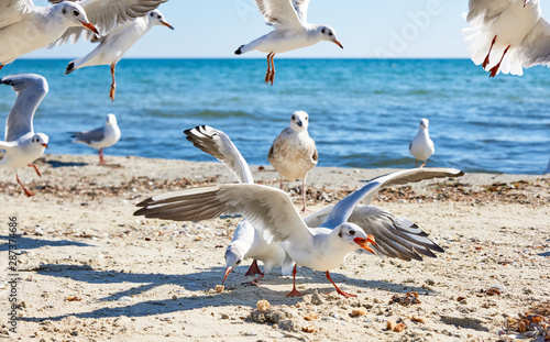 sea gulls on the beach in a summer sunny day  Ukraine village Lazurnoe