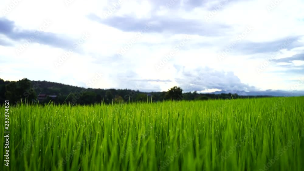 The movement of beautiful green rice plants in the rice fields The movement of beautiful green rice plants in the rice fields