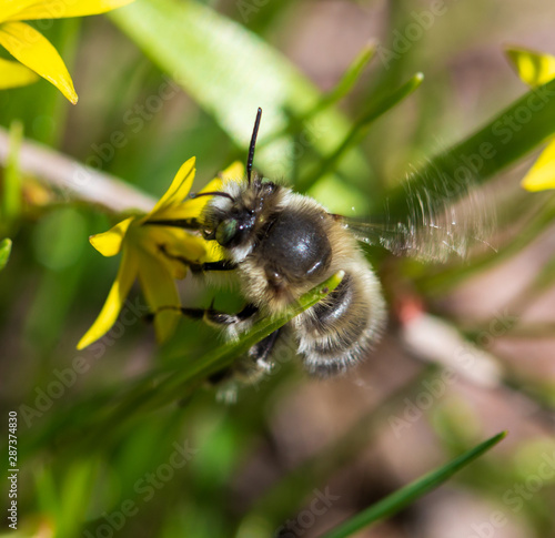 Bee on a yellow flower in spring