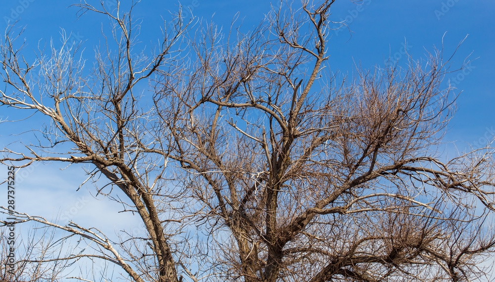 Bare branches on a tree against a blue sky Bare branches on a tree against a blue sky
